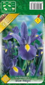 Iris Blue Magic