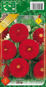 Virághagyma Dália Glow