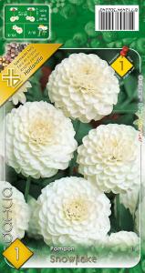 Virághagyma Dália Snowflake