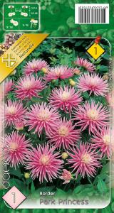 Virághagyma Dália Park Princess