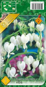 Virághagyma Szívvirág Alba