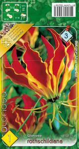 Virághagyma Gloriosa rotschildiana