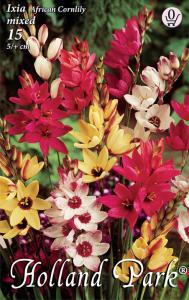 Virághagyma Ixia mixed