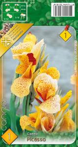 Virághagyma Canna Picasso