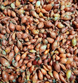 Dughagyma Makói tavaszi 0,5 kg 