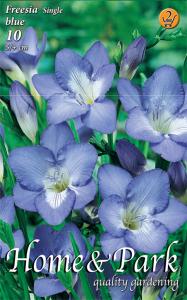 Virághagyma Fresia Single Blue / Frézia egyszerű virágú kék
