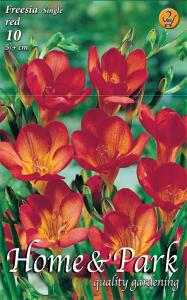 Virághagyma Fresia Single Red / Frézia egyszerű virágú piros