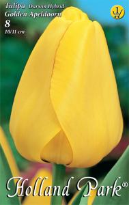 Tulipán Apeldoorn Golden