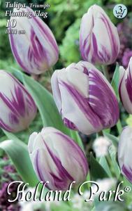 Tulipán Flaming Flag egyszerű virágú KORAI tulipán