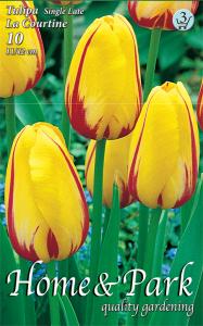 Tulipán La Courtine egyszerű virágú KÉSŐI tulipán
