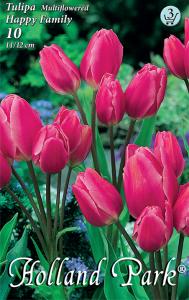 Tulipán Happy Family / csokros tulipán