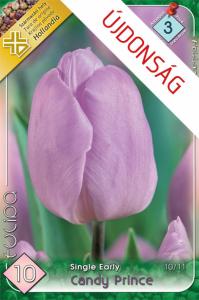 Candy Prince / Egyszerű virágú korai tulipán 10 db